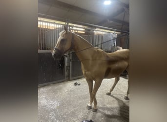 American Quarter Horse, Stute, 11 Jahre, 155 cm, Palomino