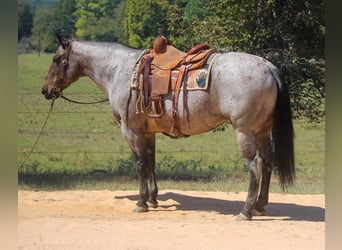 American Quarter Horse, Stute, 11 Jahre, 157 cm, Roan-Bay