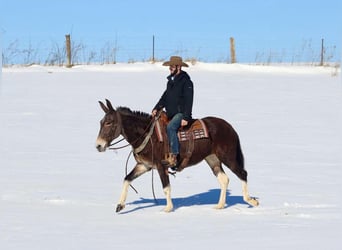 American Quarter Horse, Stute, 11 Jahre, 157 cm, Rotbrauner