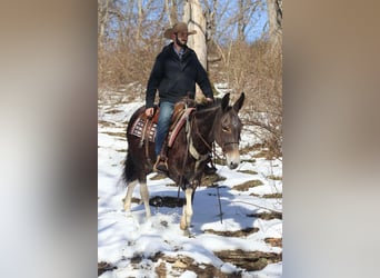 American Quarter Horse, Stute, 11 Jahre, 157 cm, Rotbrauner