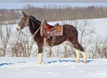 American Quarter Horse, Stute, 11 Jahre, 157 cm, Rotbrauner