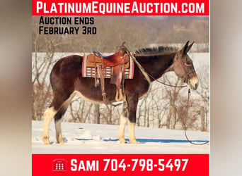 American Quarter Horse, Stute, 11 Jahre, 157 cm, Rotbrauner