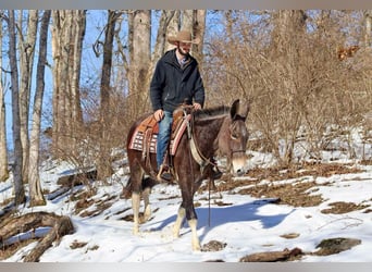 American Quarter Horse, Stute, 11 Jahre, 157 cm, Rotbrauner