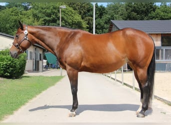 American Quarter Horse, Stute, 11 Jahre, 158 cm, Brauner