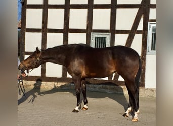 American Quarter Horse, Stute, 11 Jahre, 160 cm, Brauner