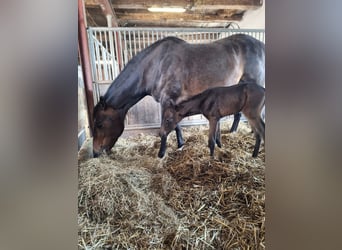 American Quarter Horse, Stute, 11 Jahre, 160 cm, Brauner