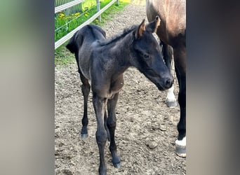 American Quarter Horse, Stute, 11 Jahre, 160 cm, Brauner