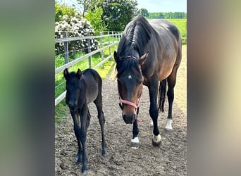 American Quarter Horse, Stute, 11 Jahre, 160 cm, Brauner