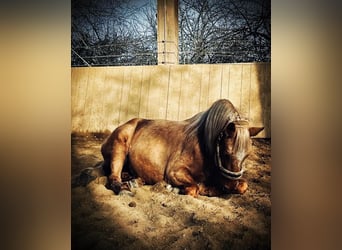 American Quarter Horse, Stute, 11 Jahre, 160 cm, Palomino