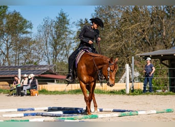 American Quarter Horse, Stute, 11 Jahre, 161 cm, Dunkelfuchs