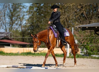 American Quarter Horse, Stute, 11 Jahre, 161 cm, Dunkelfuchs