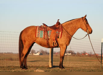 American Quarter Horse, Stute, 11 Jahre, Buckskin
