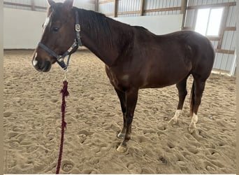 American Quarter Horse, Stute, 11 Jahre, Dunkelfuchs