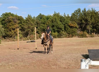 American Quarter Horse, Stute, 11 Jahre