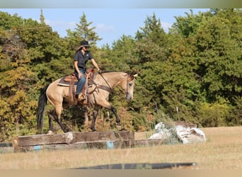 American Quarter Horse, Stute, 11 Jahre