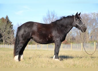 American Quarter Horse, Stute, 11 Jahre, Rappe