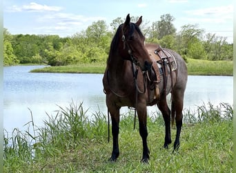 American Quarter Horse, Stute, 11 Jahre, Roan-Bay
