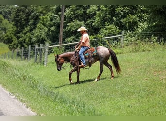 American Quarter Horse, Stute, 11 Jahre, Roan-Bay