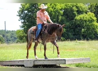 American Quarter Horse, Stute, 11 Jahre, Roan-Bay