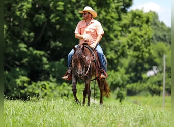 American Quarter Horse, Stute, 11 Jahre, Roan-Bay