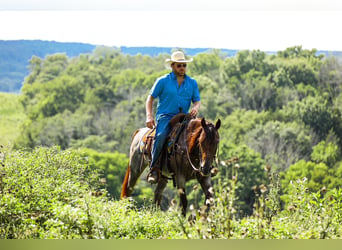 American Quarter Horse, Stute, 11 Jahre, Roan-Bay