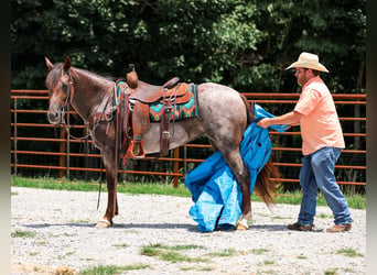 American Quarter Horse, Stute, 11 Jahre, Roan-Bay