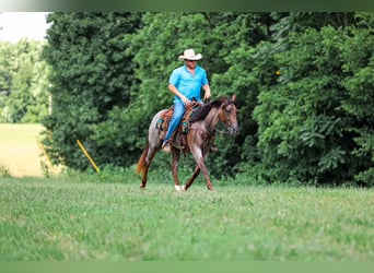American Quarter Horse, Stute, 11 Jahre, Roan-Bay