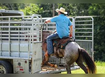 American Quarter Horse, Stute, 11 Jahre, Roan-Bay