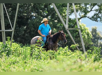 American Quarter Horse, Stute, 11 Jahre, Roan-Bay