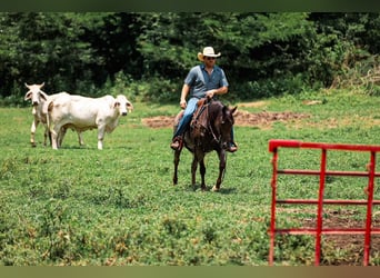 American Quarter Horse, Stute, 11 Jahre, Roan-Bay