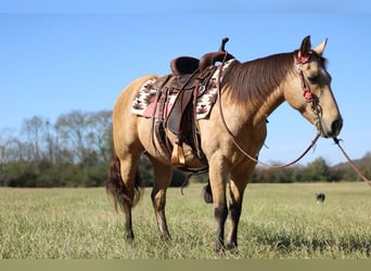 American Quarter Horse, Stute, 12 Jahre, 142 cm, Buckskin