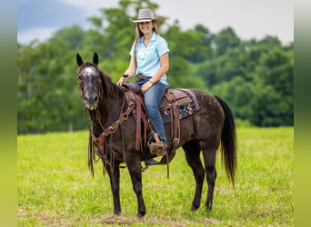 American Quarter Horse, Stute, 12 Jahre, 142 cm, Rappe