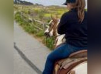 American Quarter Horse, Stute, 12 Jahre, 142 cm, Tobiano-alle-Farben