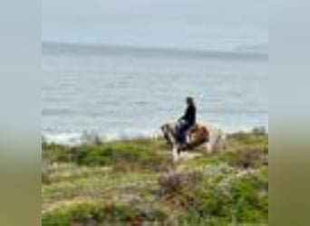 American Quarter Horse, Stute, 12 Jahre, 142 cm, Tobiano-alle-Farben