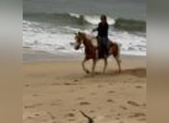 American Quarter Horse, Stute, 12 Jahre, 142 cm, Tobiano-alle-Farben