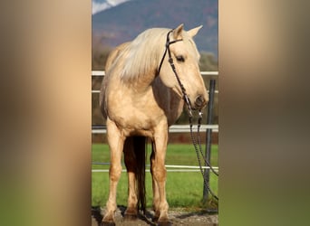 American Quarter Horse, Stute, 12 Jahre, 145 cm, Palomino