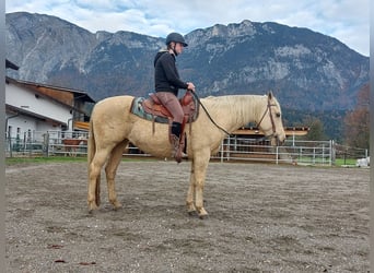 American Quarter Horse, Stute, 12 Jahre, 145 cm, Palomino
