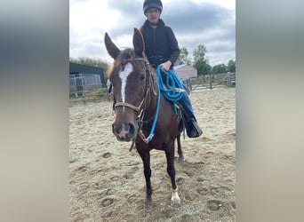 American Quarter Horse, Stute, 12 Jahre, 145 cm, Palomino