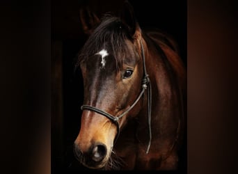 American Quarter Horse, Stute, 12 Jahre, 146 cm, Brauner