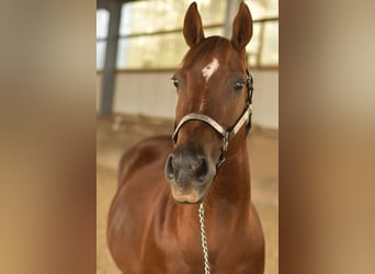 American Quarter Horse, Stute, 12 Jahre, 146 cm, Dunkelfuchs