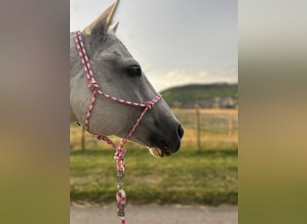 American Quarter Horse, Stute, 12 Jahre, 146 cm, Fliegenschimmel