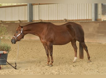 American Quarter Horse, Stute, 12 Jahre, 146 cm