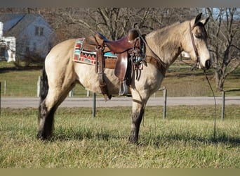 American Quarter Horse, Stute, 12 Jahre, 147 cm, Buckskin
