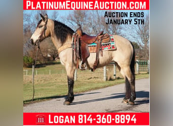 American Quarter Horse, Stute, 12 Jahre, 147 cm, Buckskin