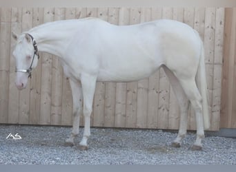 American Quarter Horse, Stute, 12 Jahre, 147 cm, Cremello