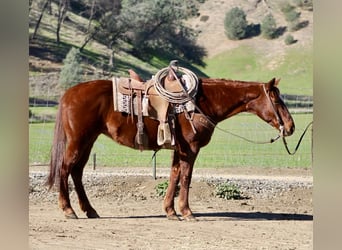 American Quarter Horse, Stute, 12 Jahre, 147 cm, Dunkelfuchs