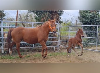 American Quarter Horse, Stute, 12 Jahre, 147 cm, Fuchs