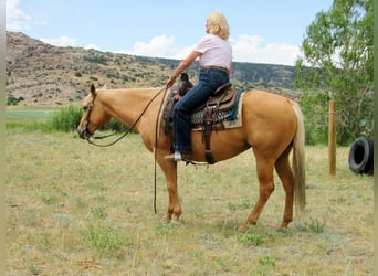 American Quarter Horse, Stute, 12 Jahre, 147 cm, Palomino