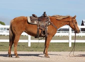 American Quarter Horse, Stute, 12 Jahre, 147 cm, Palomino