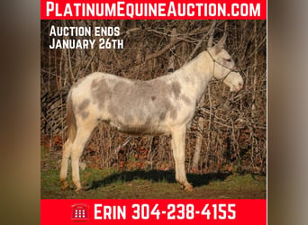 American Quarter Horse, Stute, 12 Jahre, 147 cm, Roan-Blue